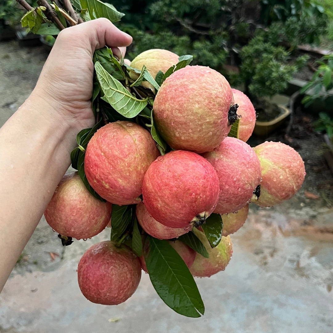 正宗广州增城四季红番石榴高压苗胭脂红果树苗水果苗四季开花结果