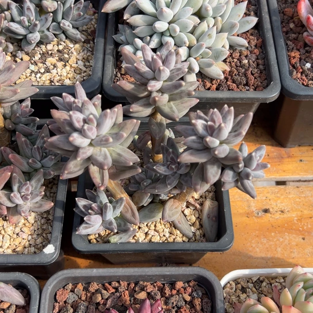 多肉乌拉克拉【非偏远地区满18包邮】