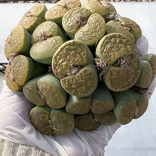 2222.绿紫勋11111111