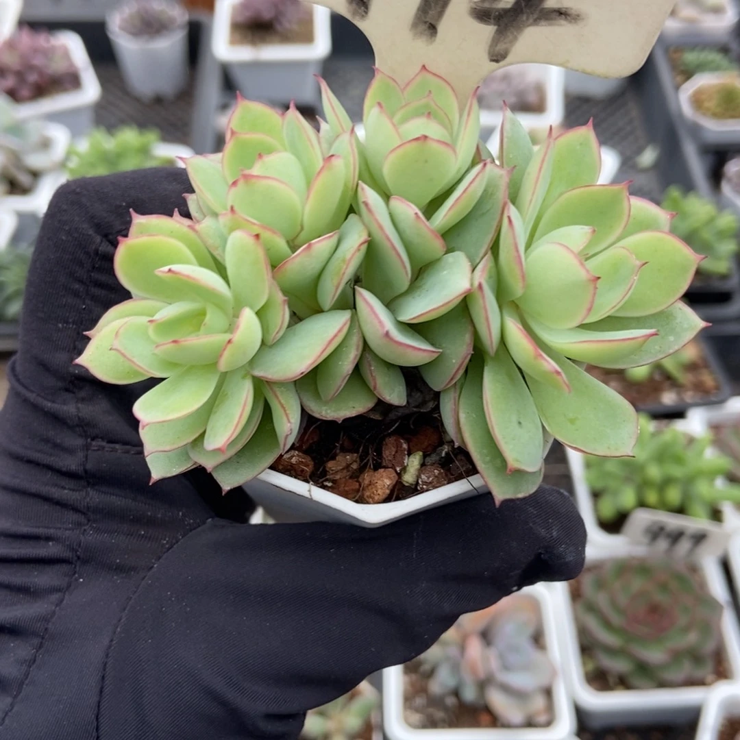 994牡丹亭多肉植物