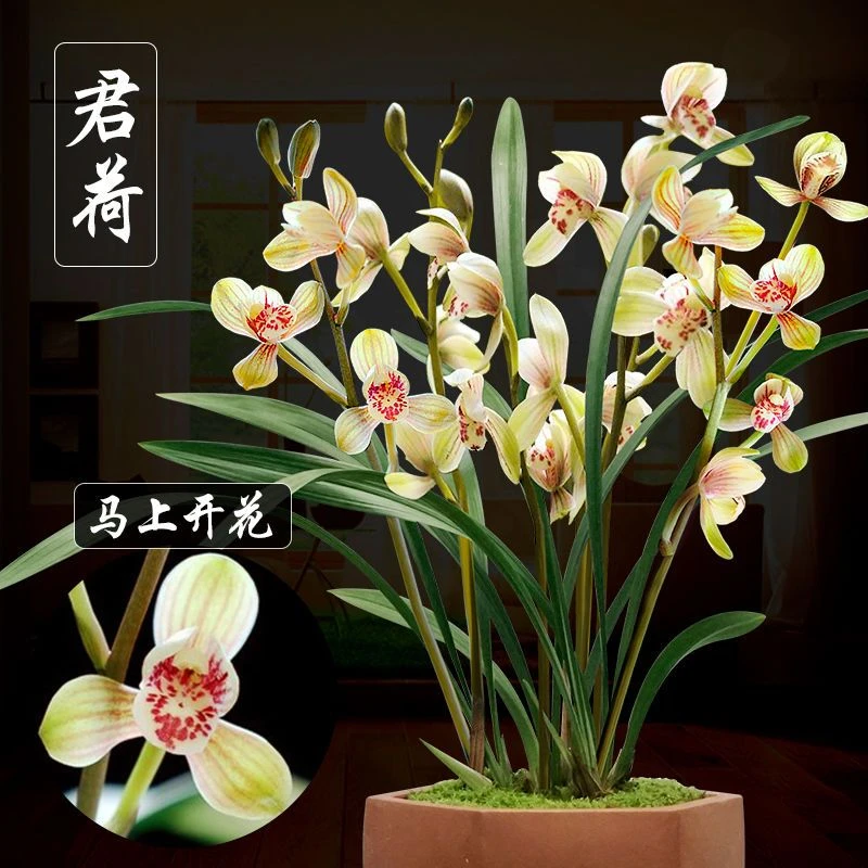 君荷 建兰 兰花 八大名品 荷瓣 夏天花期居家翠绿室内绿植盆栽