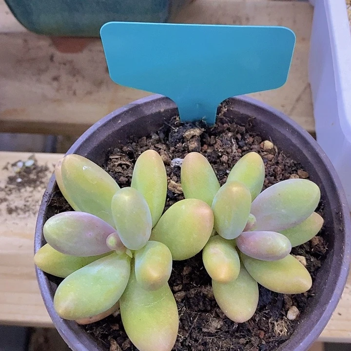 今天一到就包邮，一物一拍，倒计时