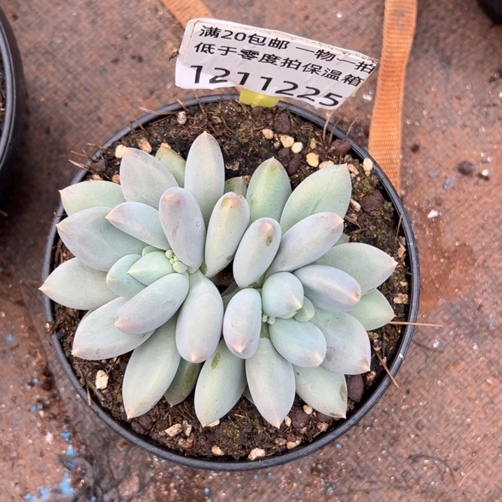 黄胖体哥特萝莉1211225