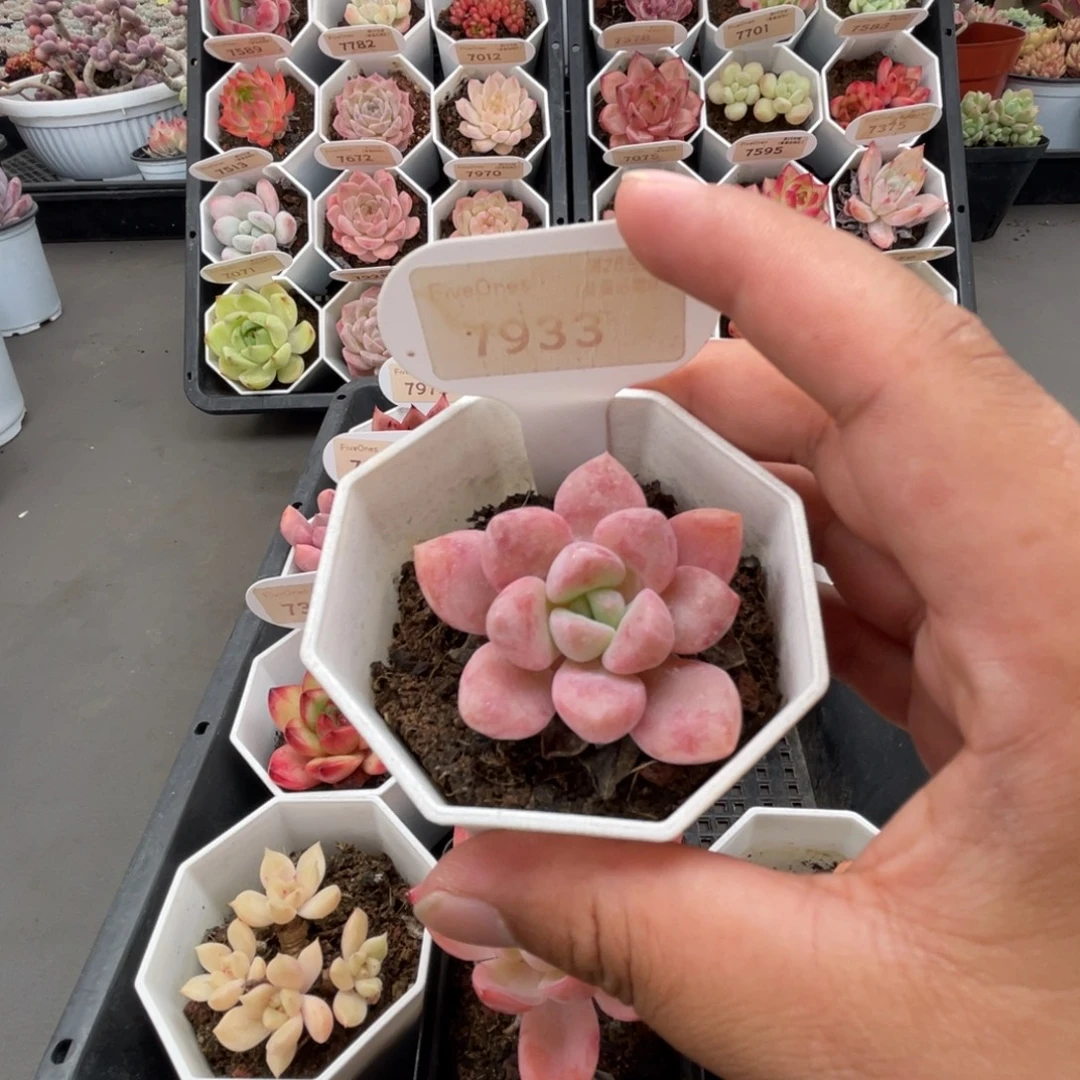 7933花斑鹿4.0厘米