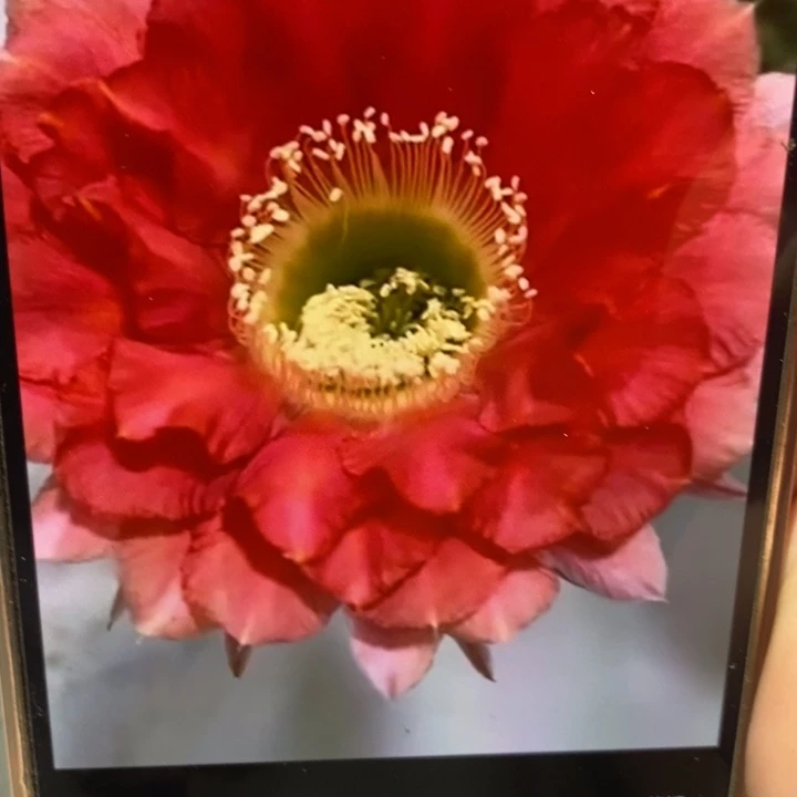 香香新金刚侧芽2.5公分左右