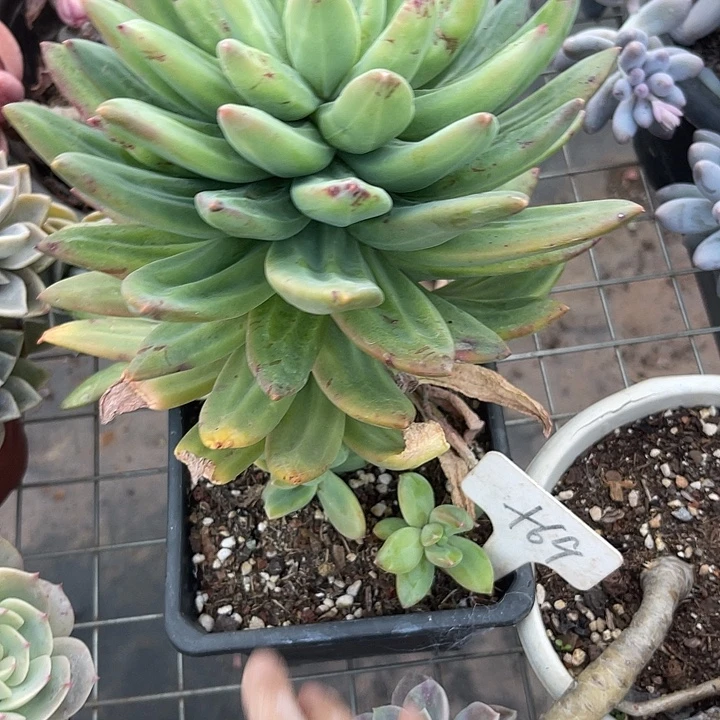 宋***.两单包邮，一物一拍69