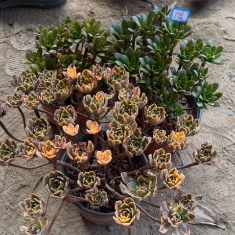 899多肉植物组合，量拍，