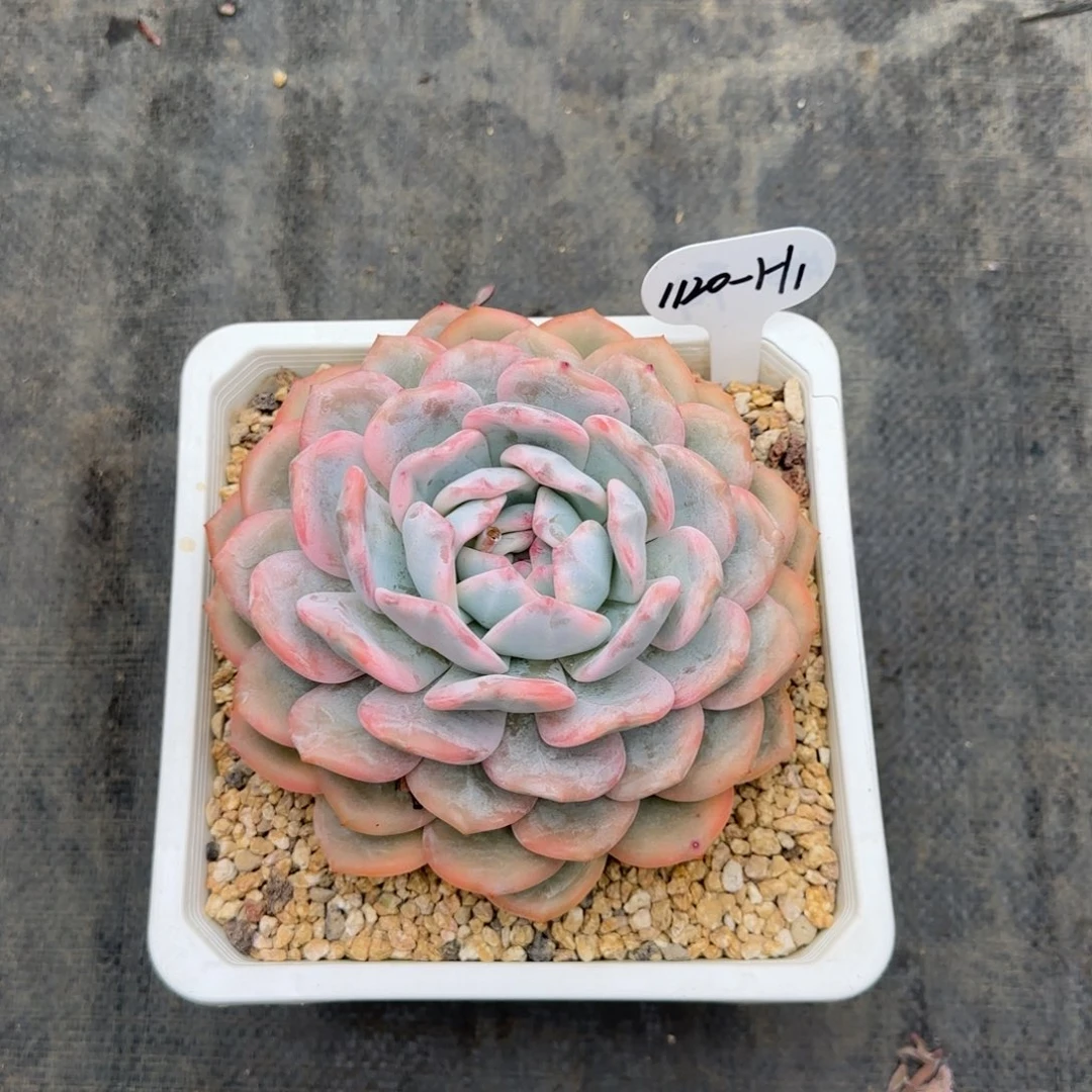 是***呀H1啊阿啊阿啊阿啊