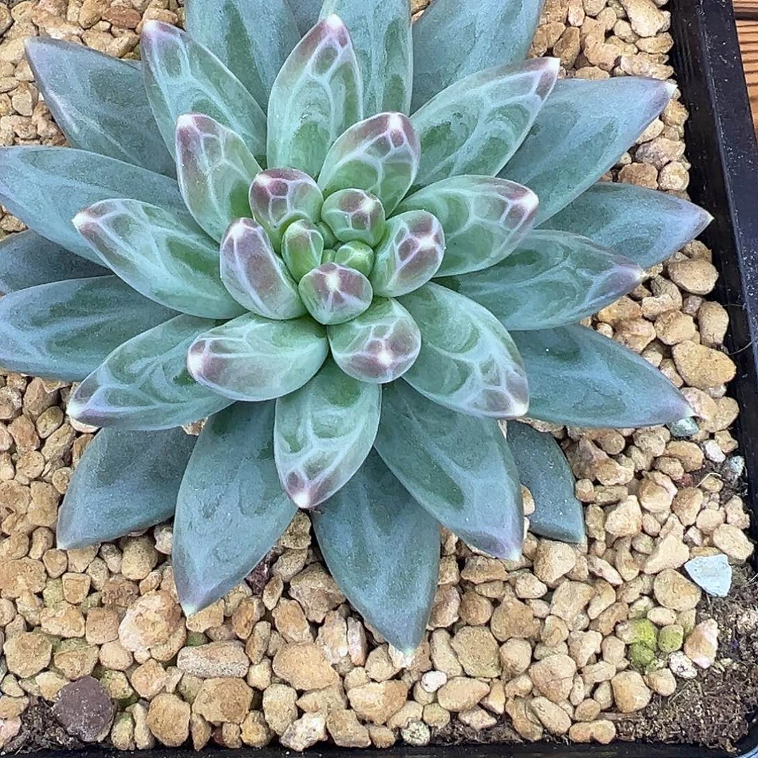 一****雪黛莉单头，一物一拍