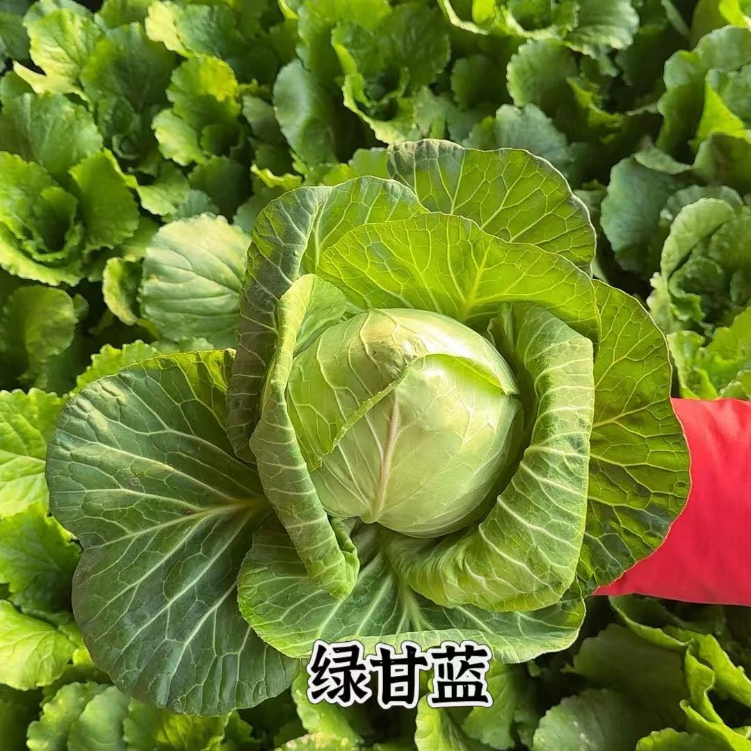 【绿叶果蔬自产】甘蓝/0农残/0化肥/0激素/基地现采现发