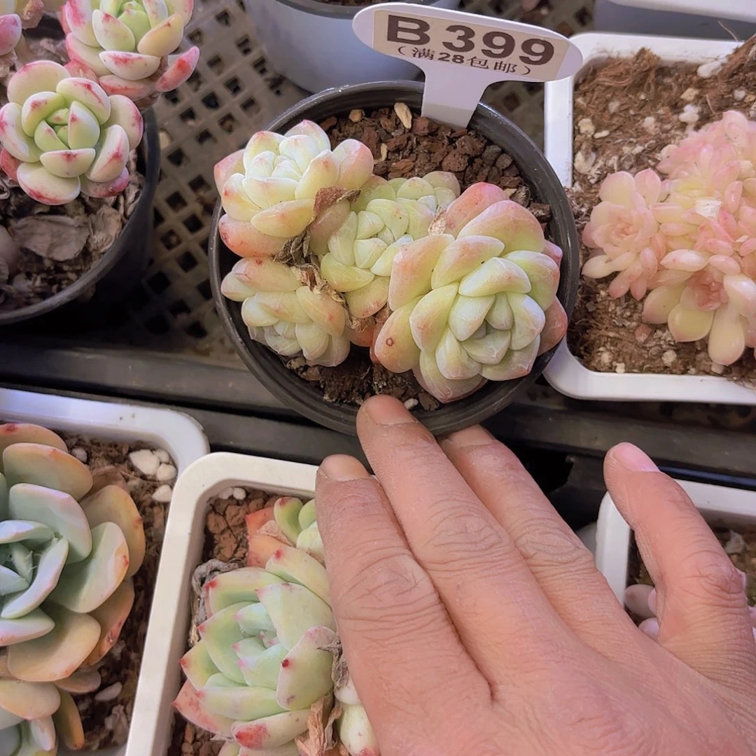 D399冰玉一物一拍