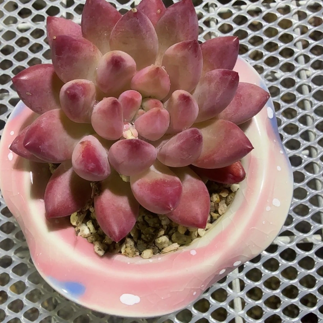 虞美人不带盆多肉植物