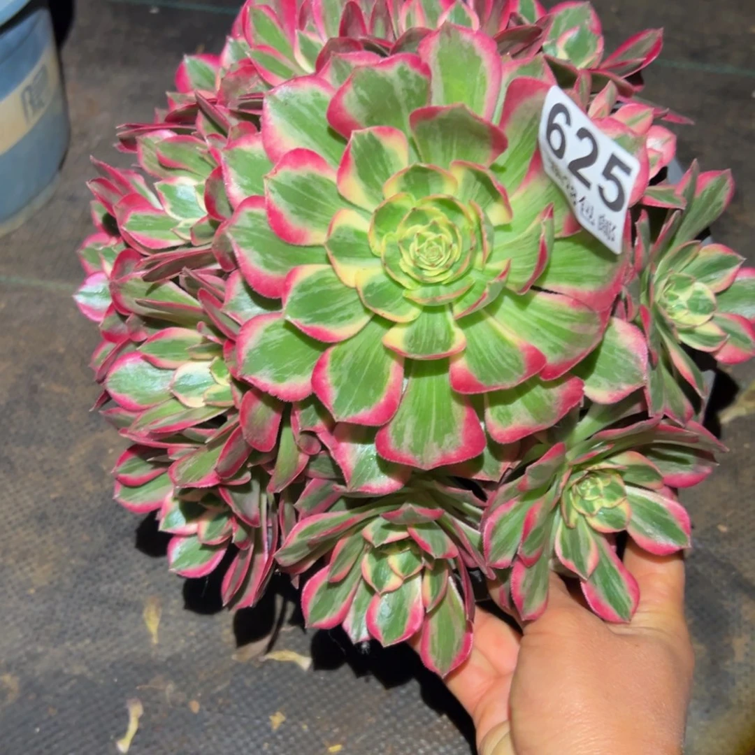 多肉植物625赤子心