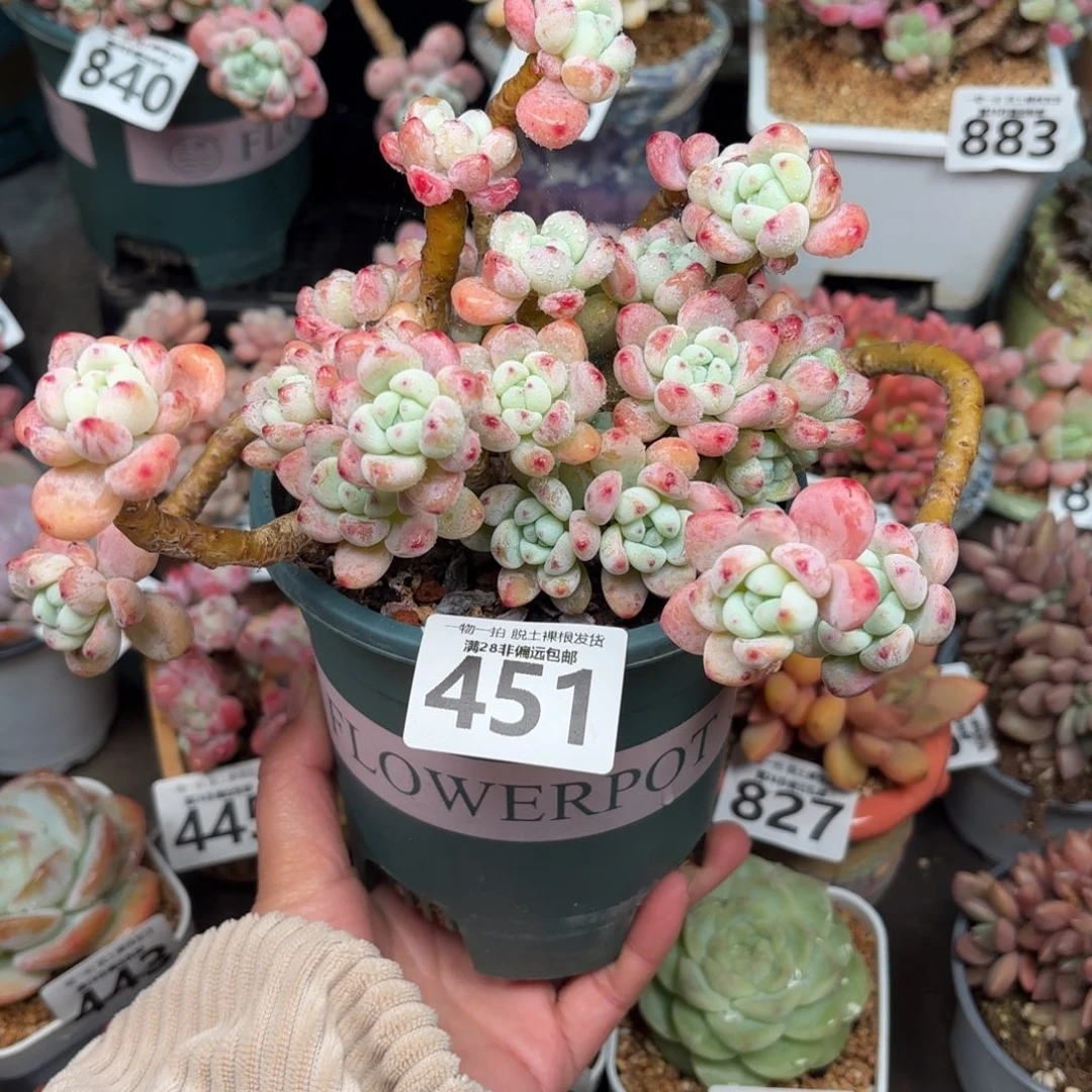 樱花罗绮有砍无盆土发货