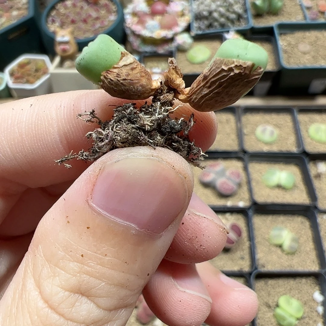 【闪购商品】386 秒