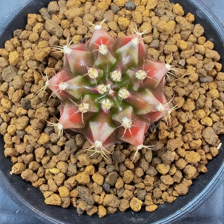 当前无花朵，栽培后可花朵