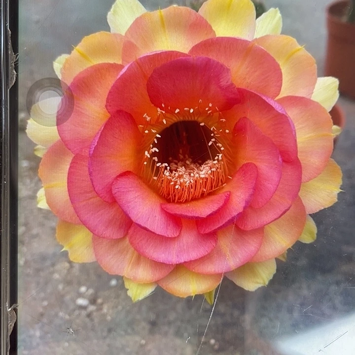 两个小侧牙福利发货