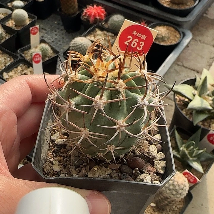 实生豪刺黑曜丸5.5cm