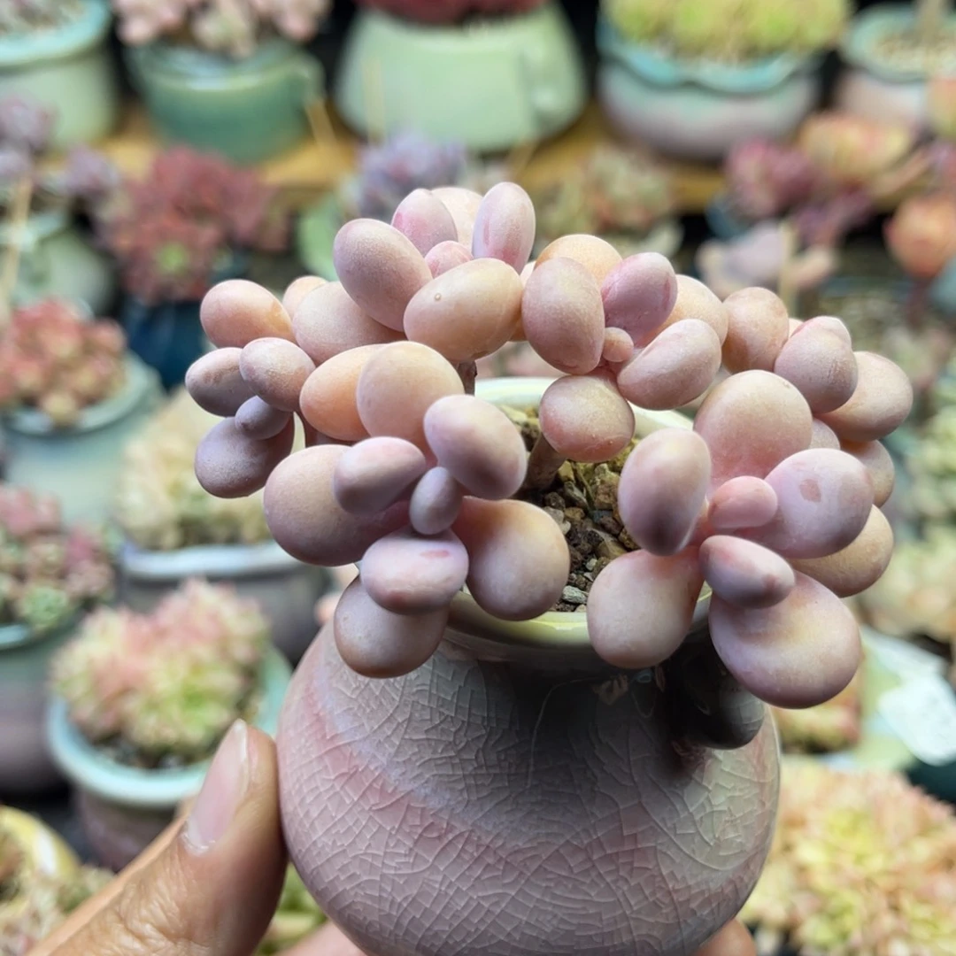 717 六头桃蛋 带盆土发货 满28包邮