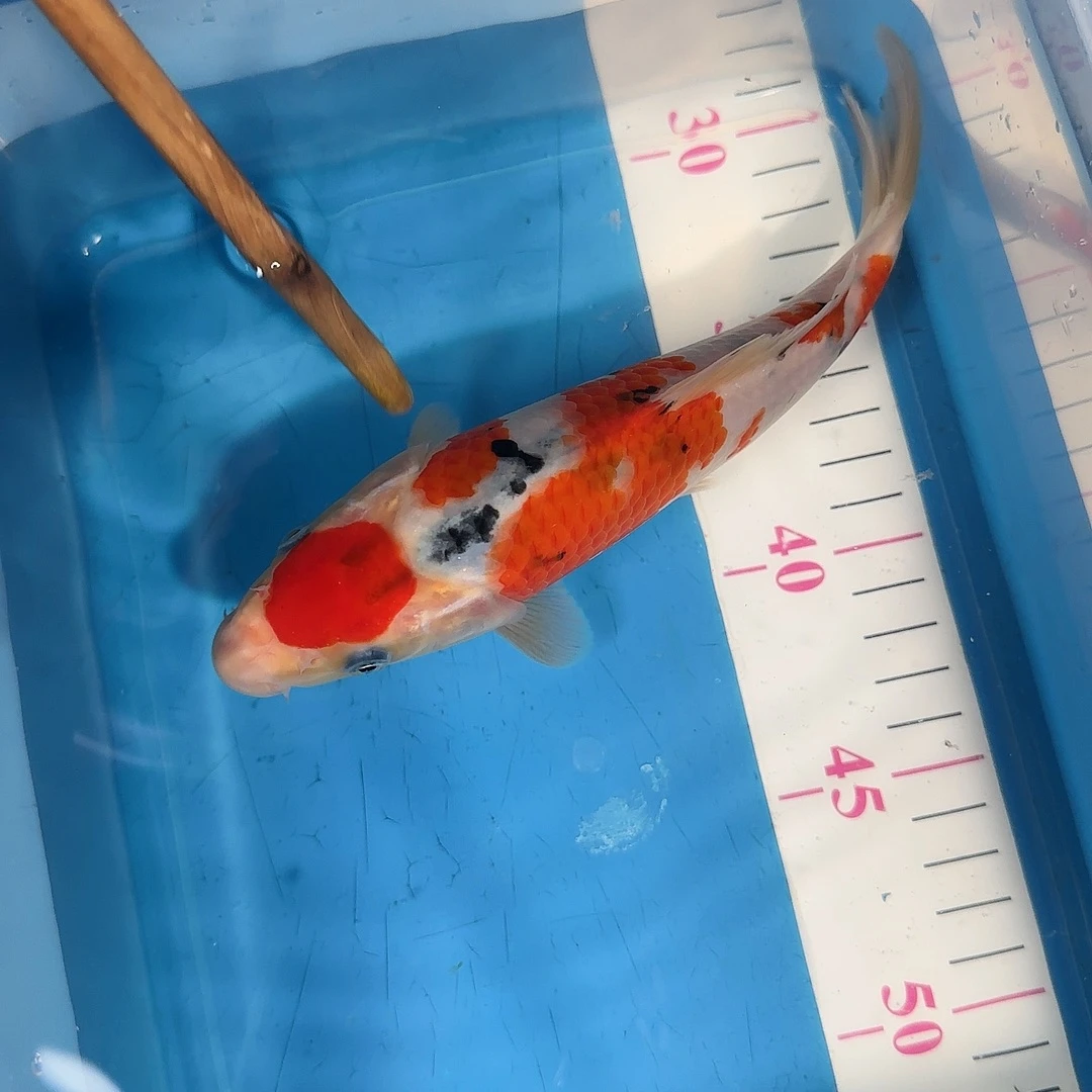 锦鲤2号渔悦锦鲤三选蓝宝石大正一尾
