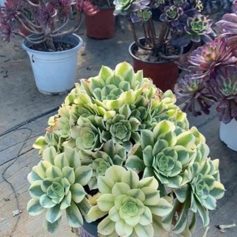 绿豆沙多肉植物039