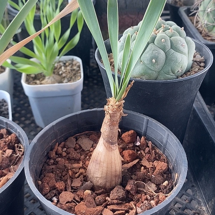 巨凤之卵，带盆发货0