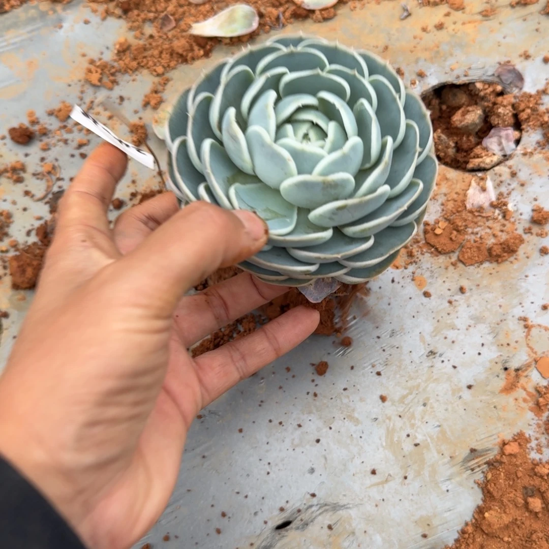 24-38蓝丝绒一颗量拍发货