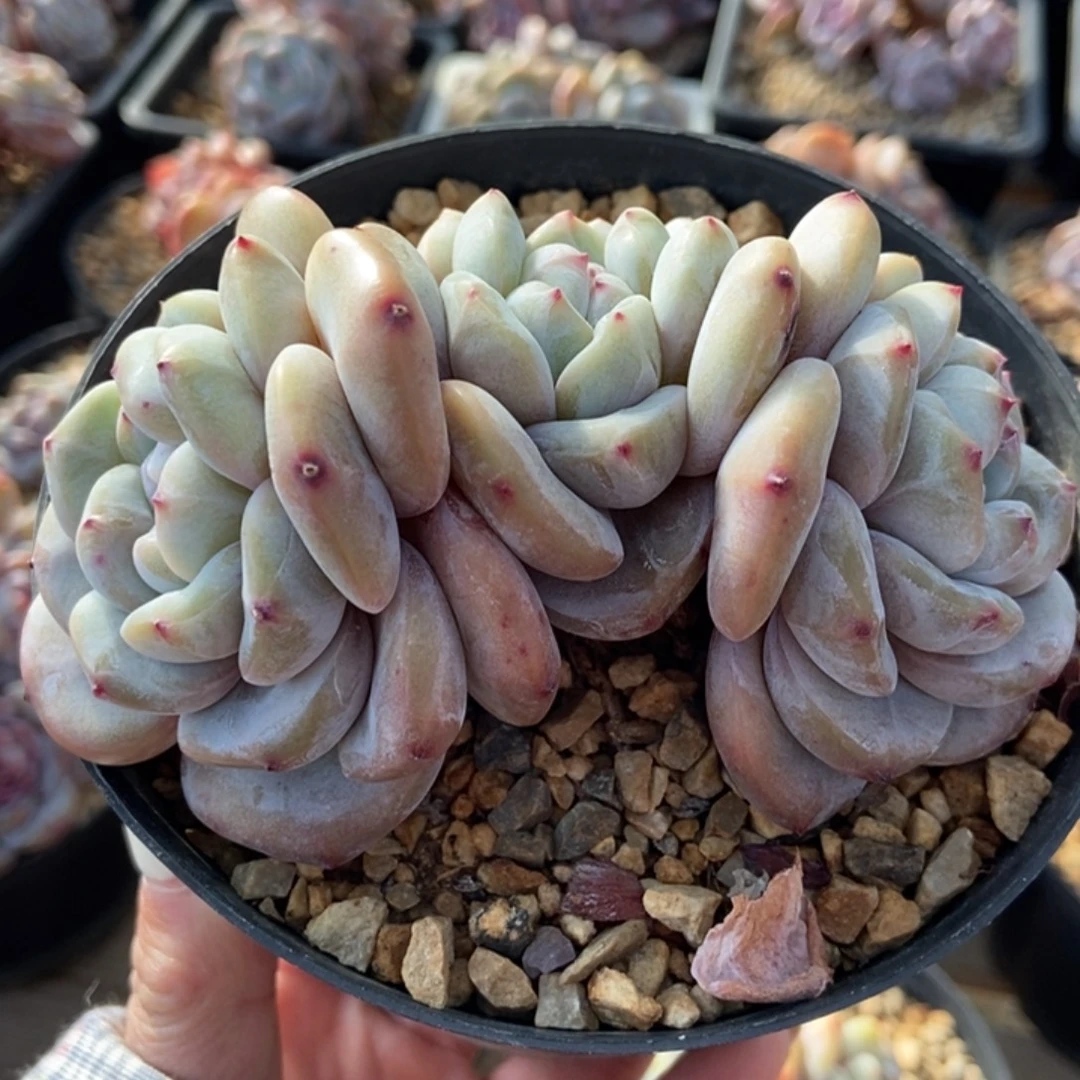 三头一字板了绿地紫心