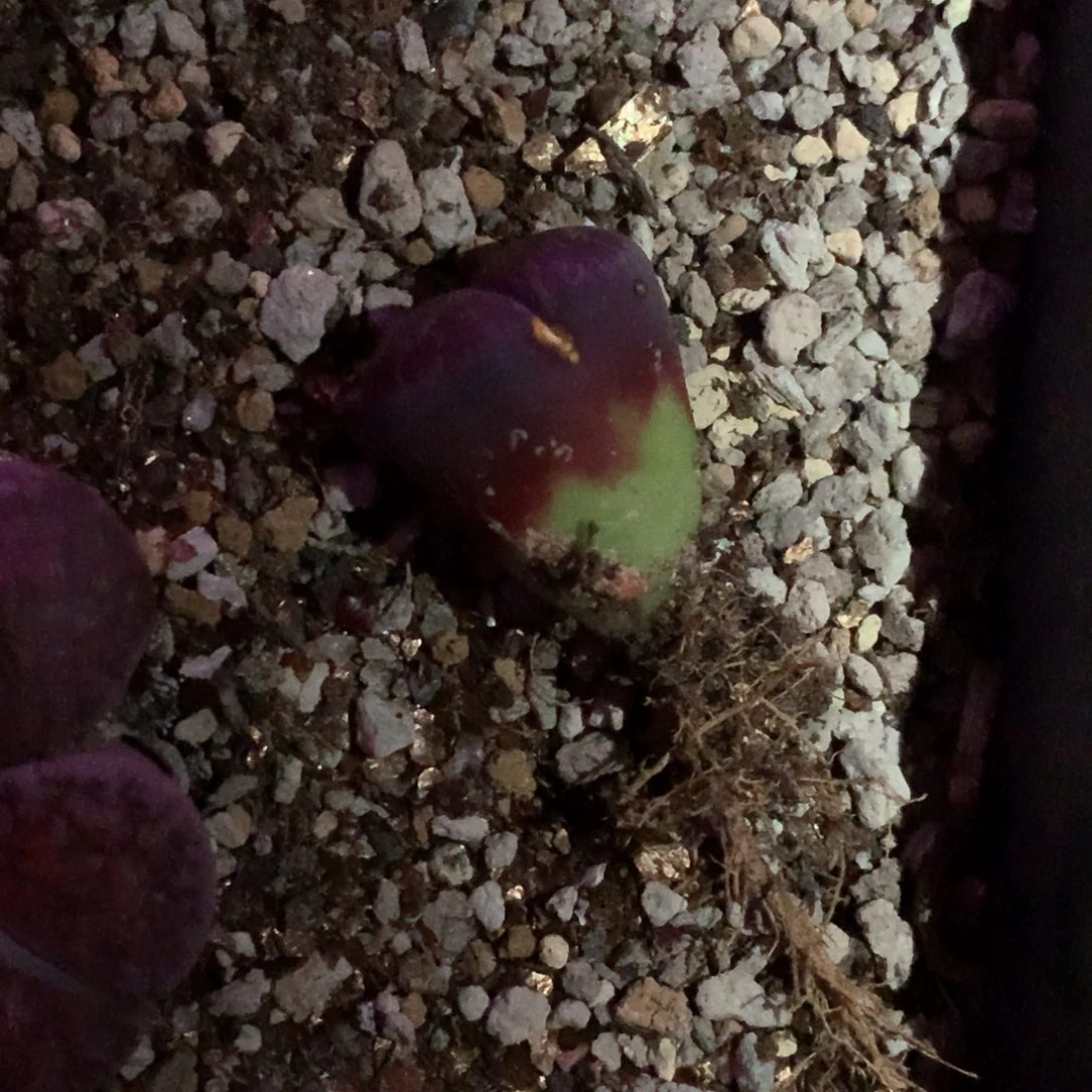 薇*薇琳专拍 肉锥植物