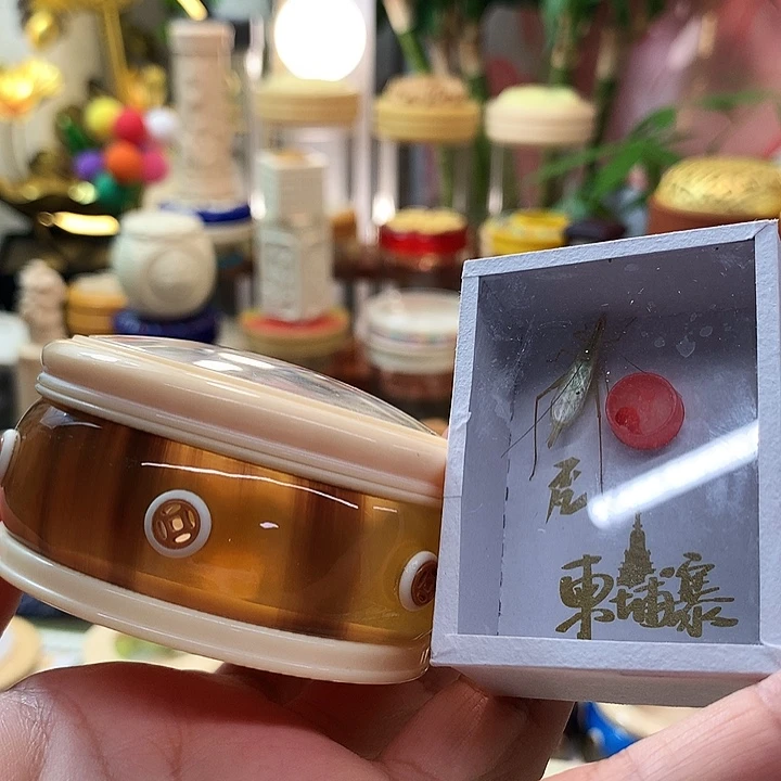 往***烟带柬埔寨竹蛉啊啊啊啊啊