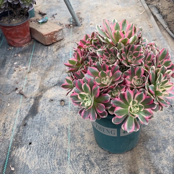 13粉女郎多肉植物多肉多肉