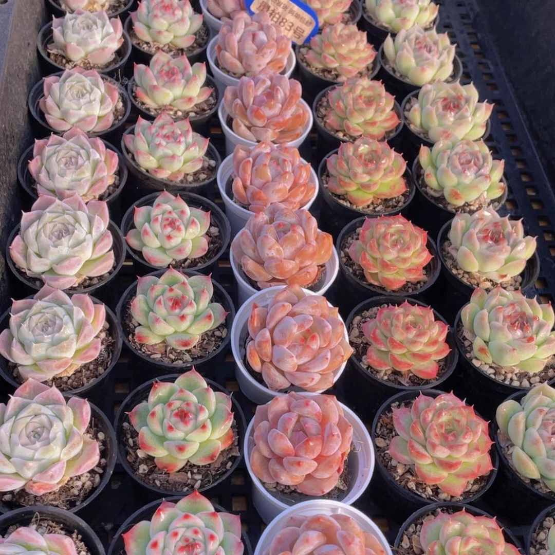 量拍83号 精美组合单头5个