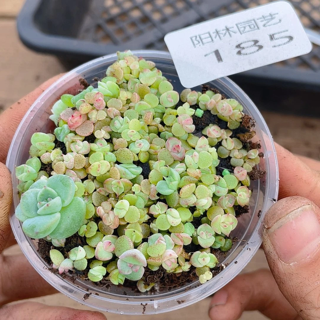 多肉植物多肉植物185