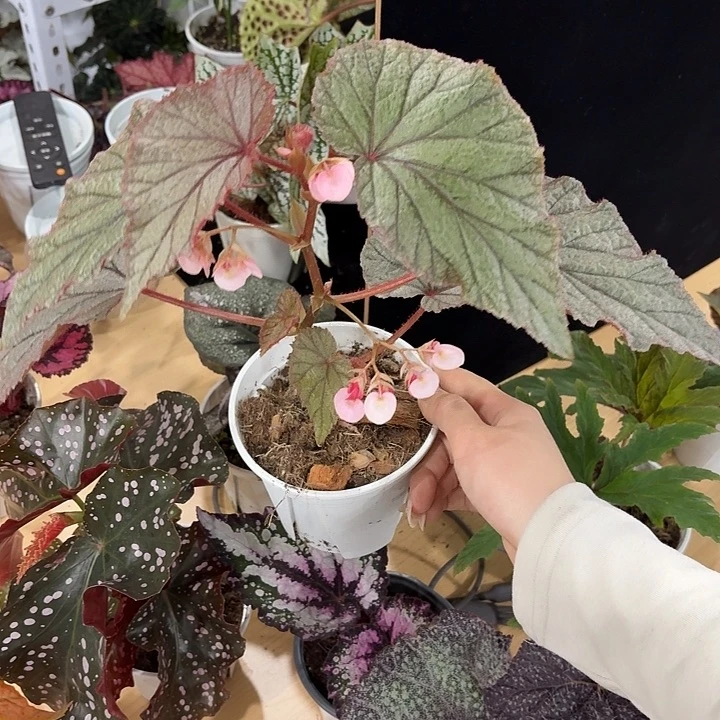 完全开放U093秋海棠