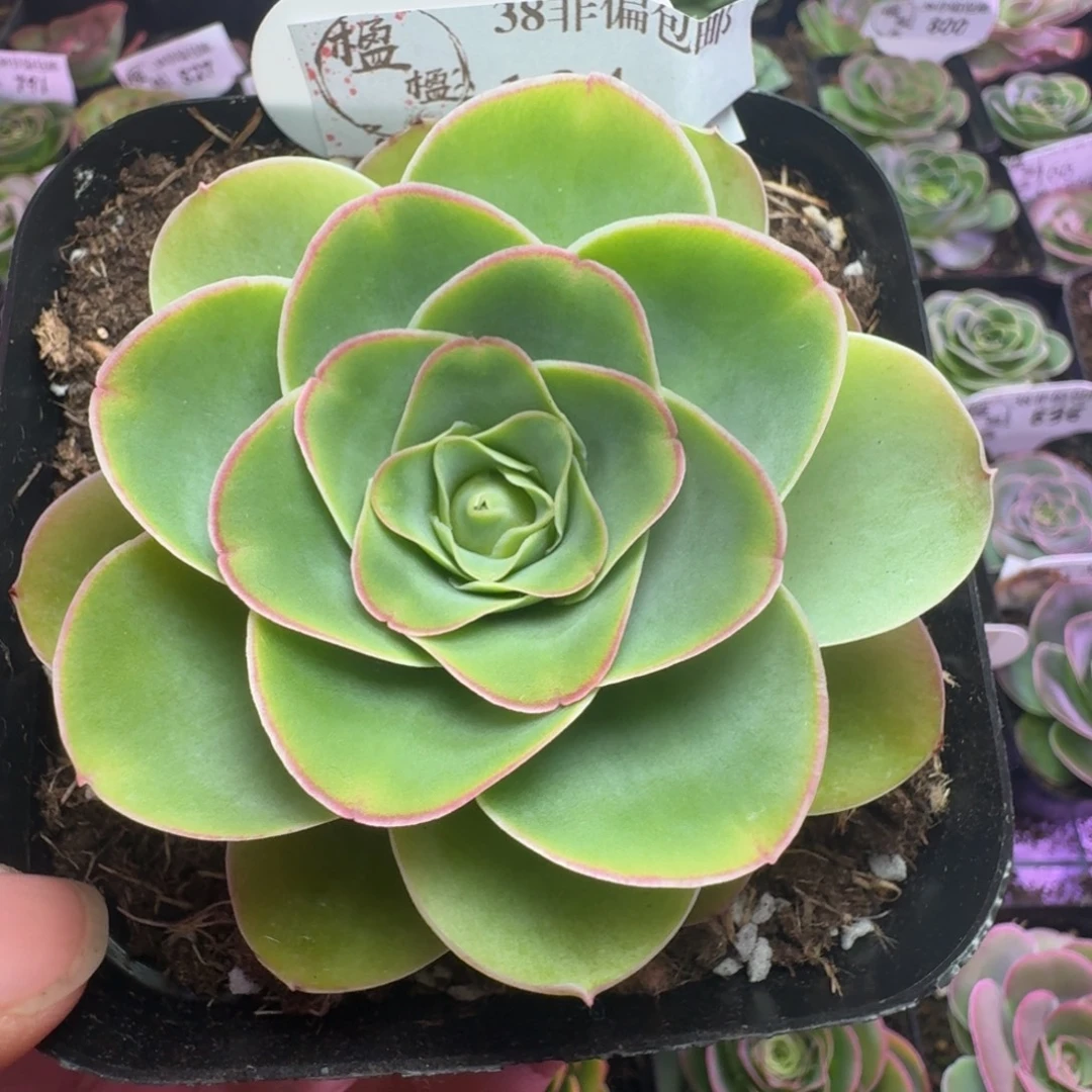 下播福利-134+冠幅  8cm