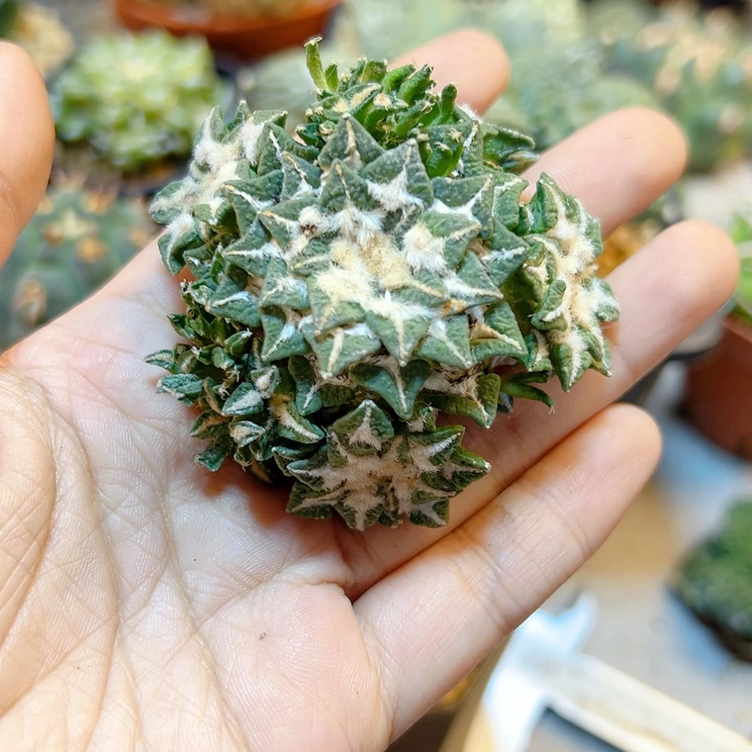 晚56号自根黑牡丹群5.8公分