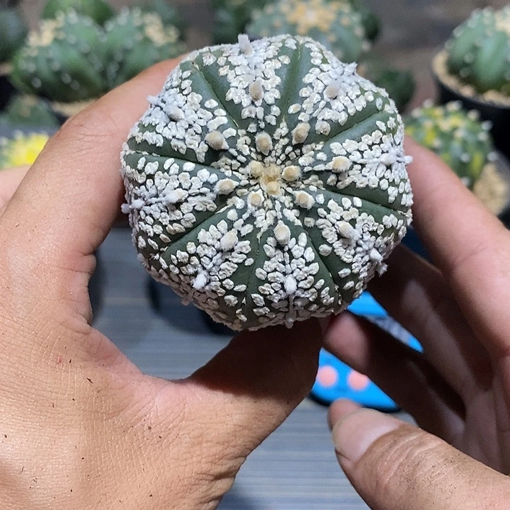 黛***儿超兜实生脱土发货