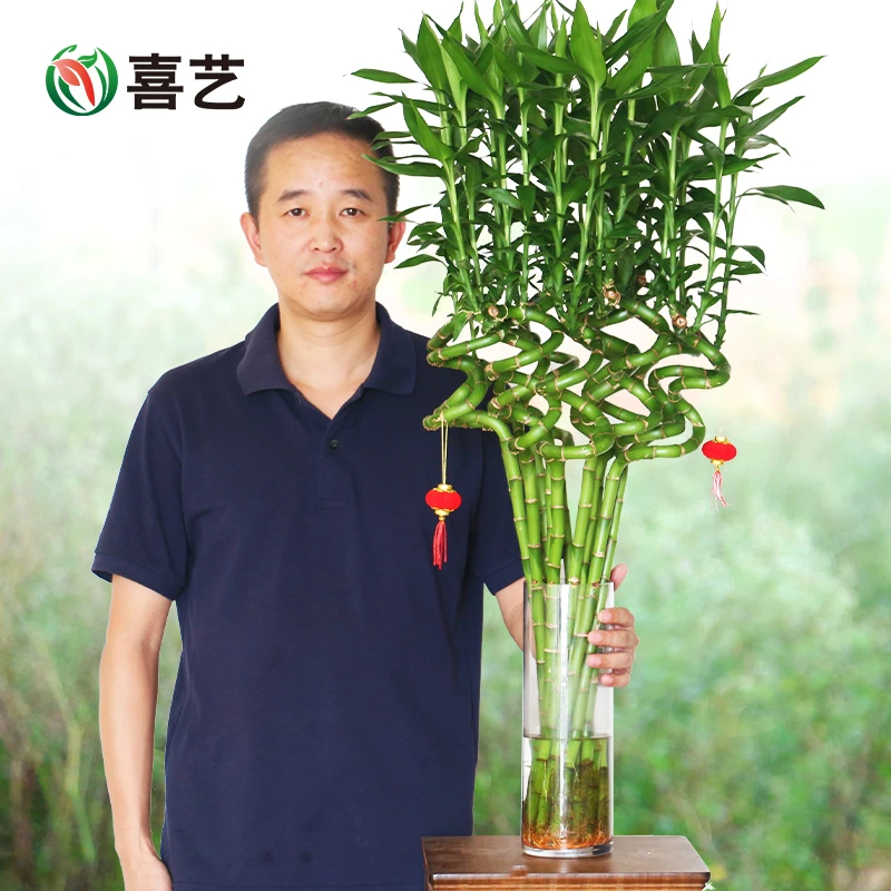 带根转运竹弯竹富贵竹水培植物水养水竹竹子盆栽客厅室内水养绿植
