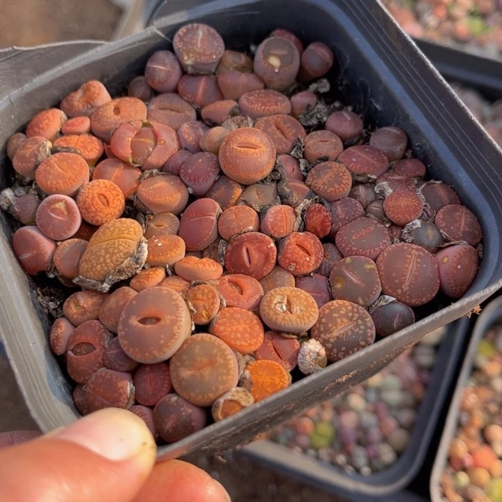 十方杯日轮88888888888