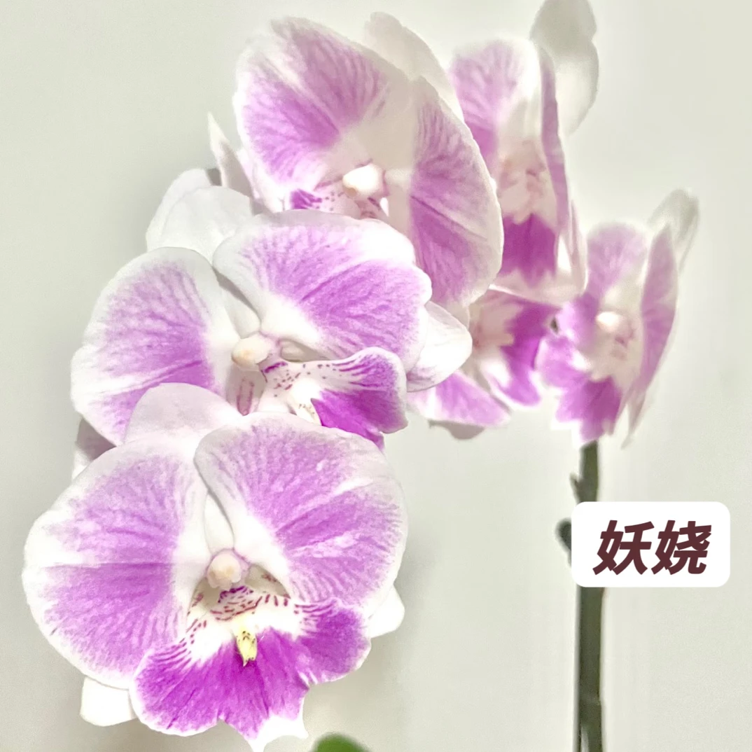 蝴蝶兰-【妖娆】苗子3.0寸加高杯原杯发（无花无梗）
