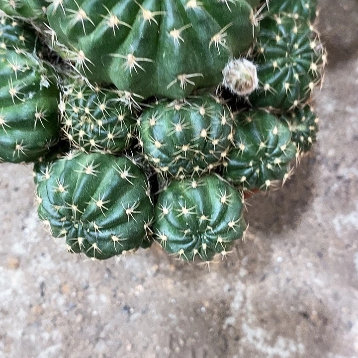 多色丽花，2579900