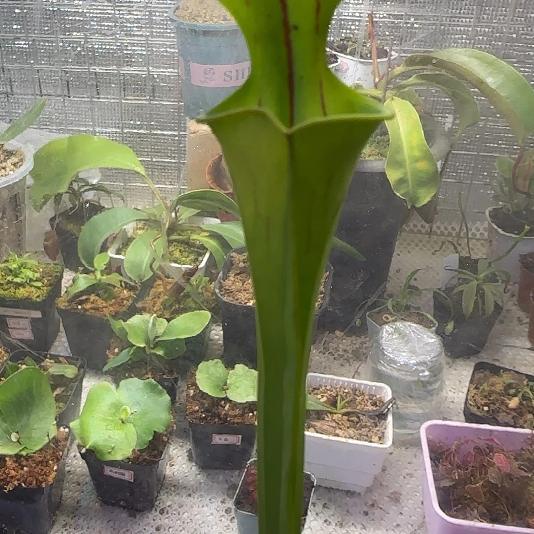 无花朵专拍瓶子草