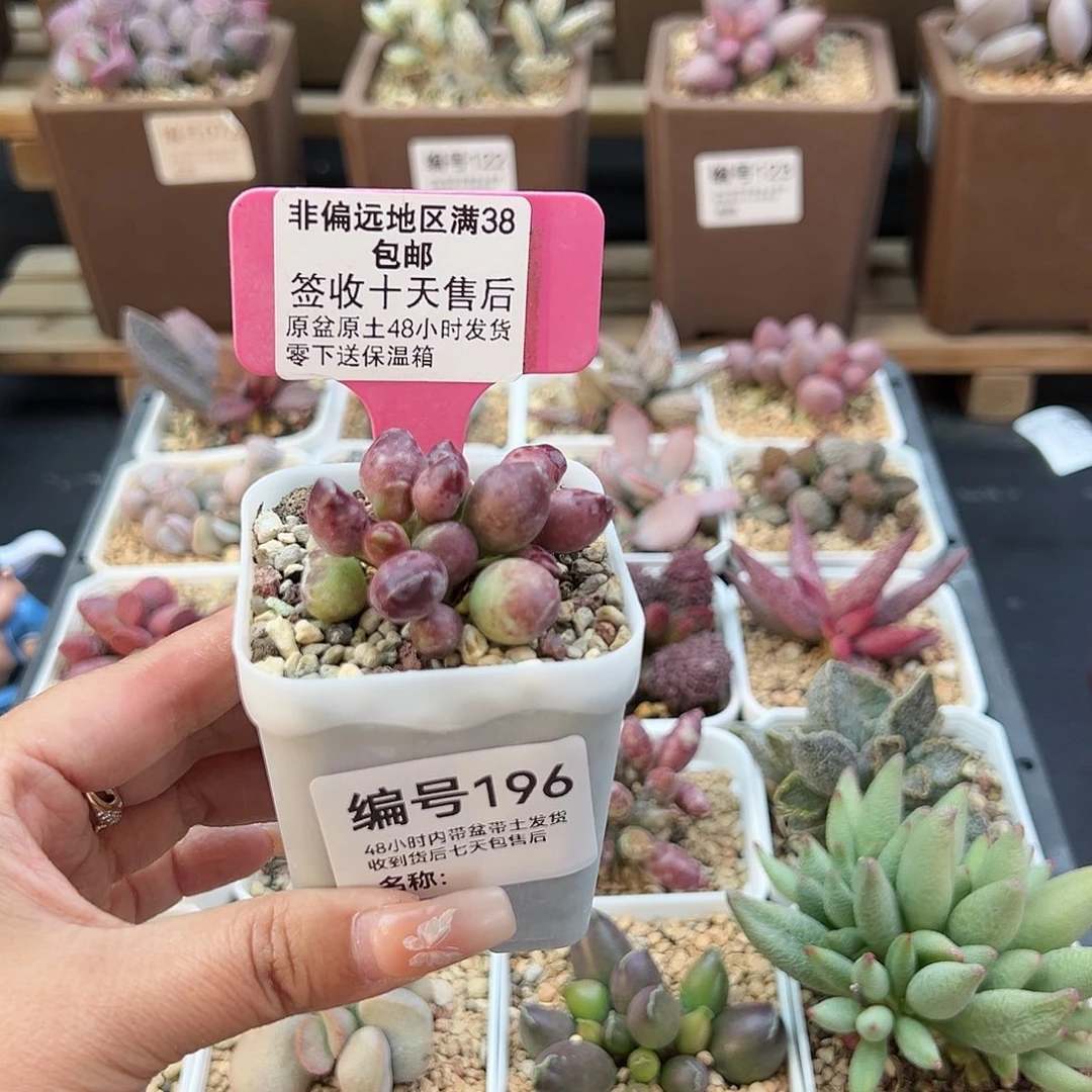 阿*196鼓锤多肉植物