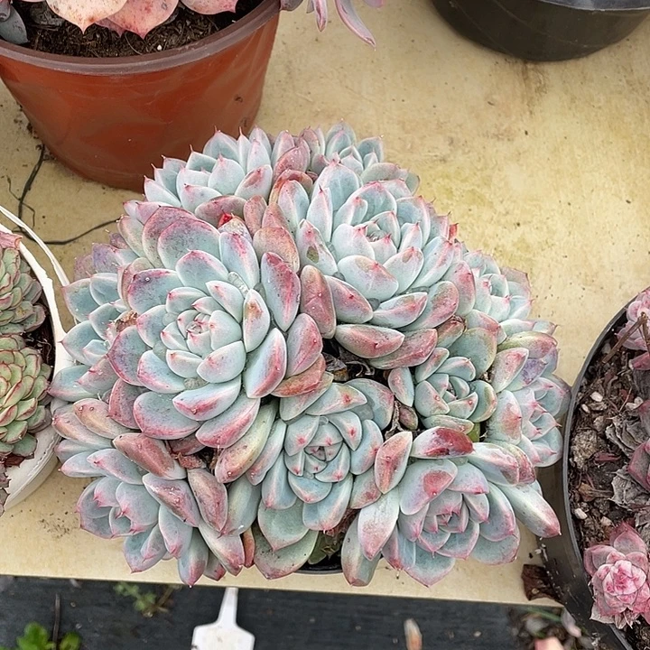 Q***Q阿尔巴佳人多肉植物