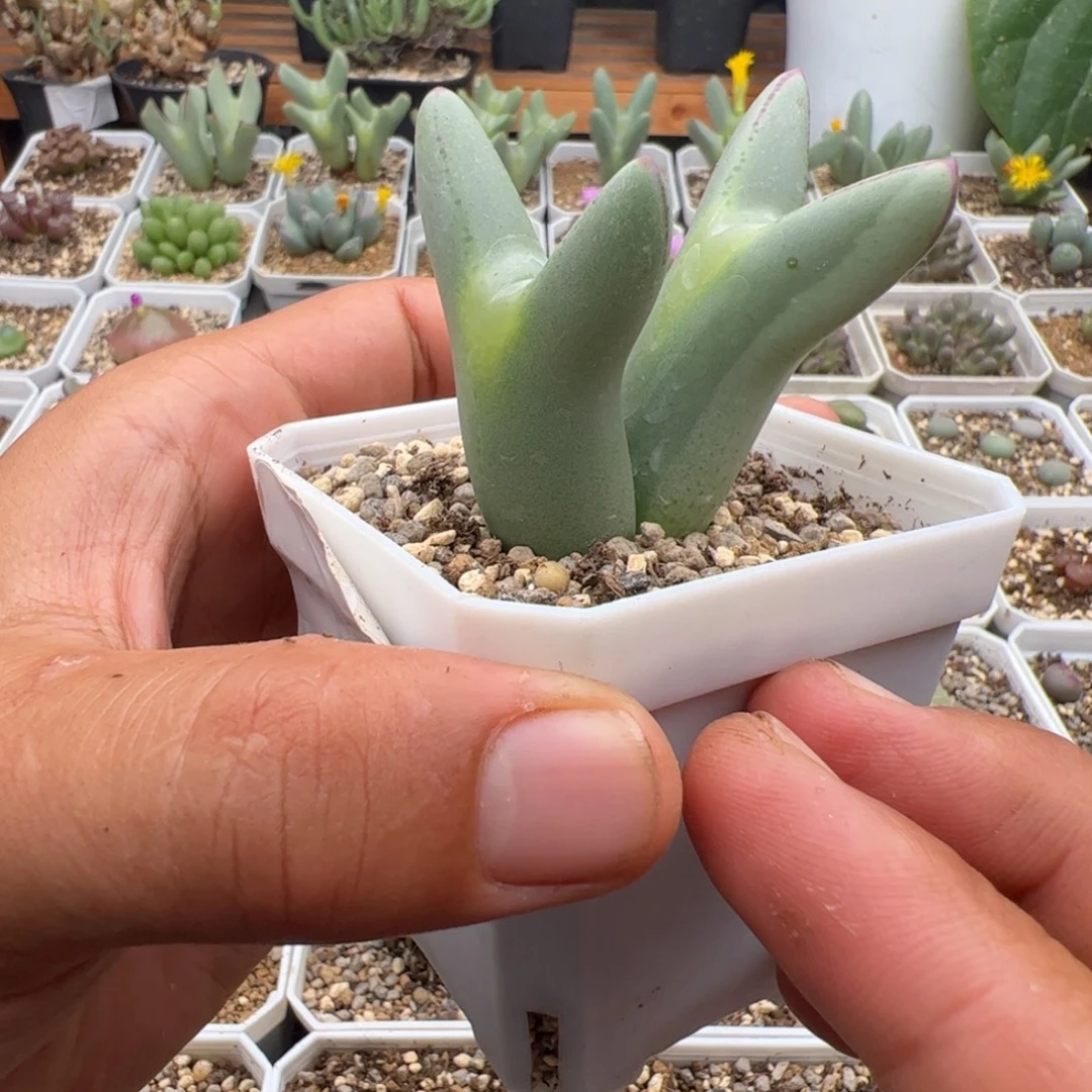 *****9.25皮卡丘锦多肉植物229