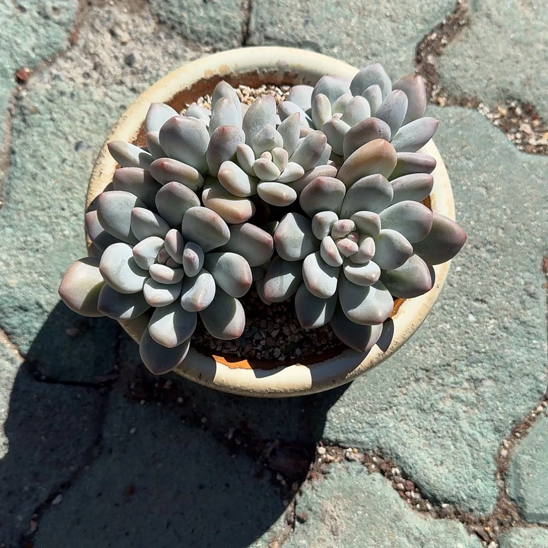 十***m大号香水不带盆多肉植物