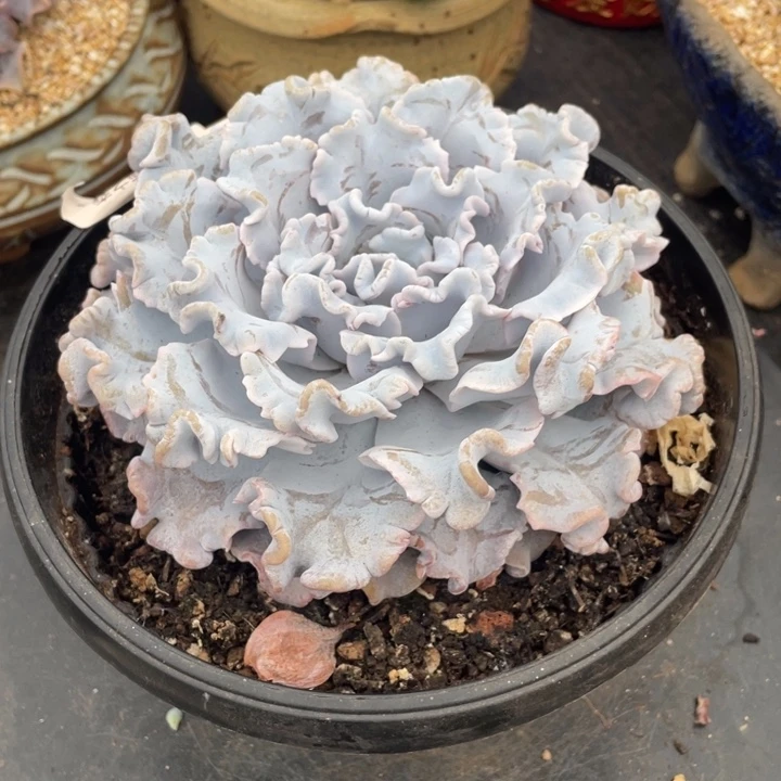 弥鹿之森多肉芭蕾舞者
