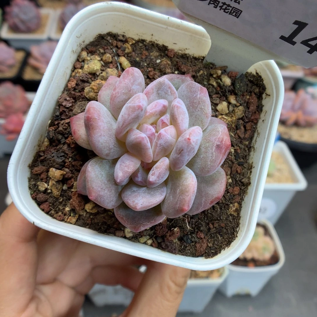 14双心石化星影多肉植物