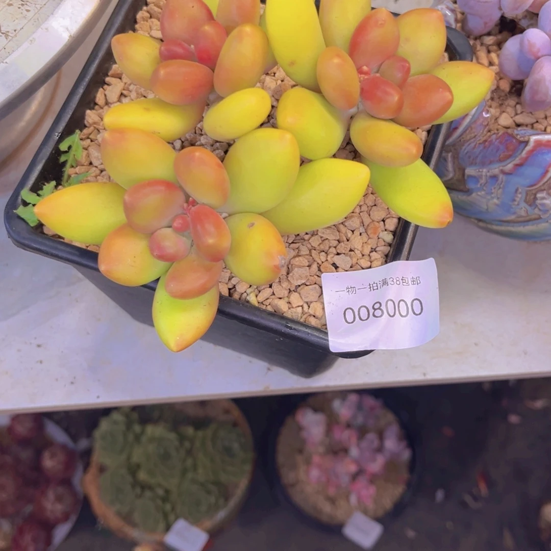 是***光多肉一物一拍8000