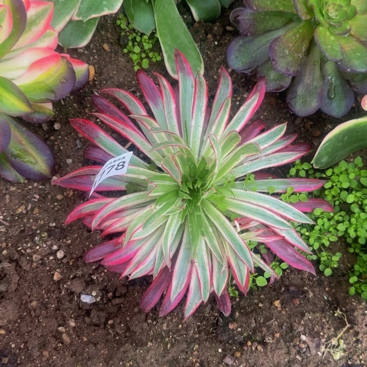 1778朱雀多肉植物